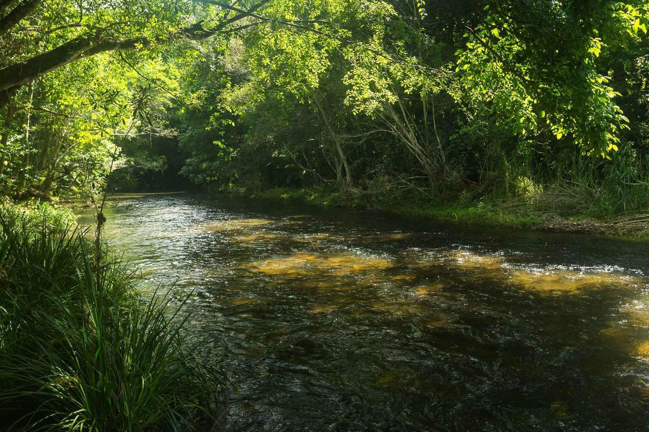 Cairns Homestead Redlynch Pet And Family Friendly Buitenkant foto